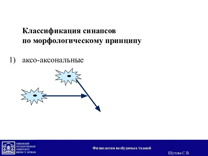 Классификация синапсов по морфологическому принципу аксо-аксональные Физиология возбудимых тканей Шутова С.В.