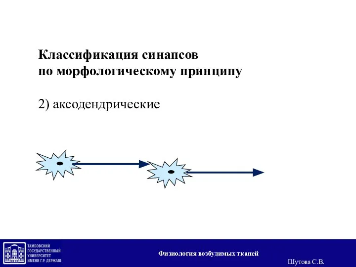 Классификация синапсов по морфологическому принципу 2) аксодендрические Физиология возбудимых тканей Шутова С.В.