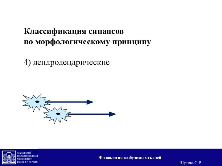 Классификация синапсов по морфологическому принципу 4) дендродендрические Физиология возбудимых тканей Шутова С.В.