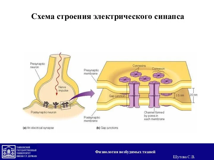 Схема строения электрического синапса Физиология возбудимых тканей Шутова С.В.