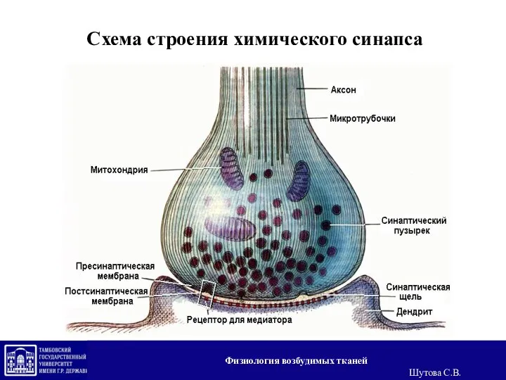 Схема строения химического синапса Физиология возбудимых тканей Шутова С.В.