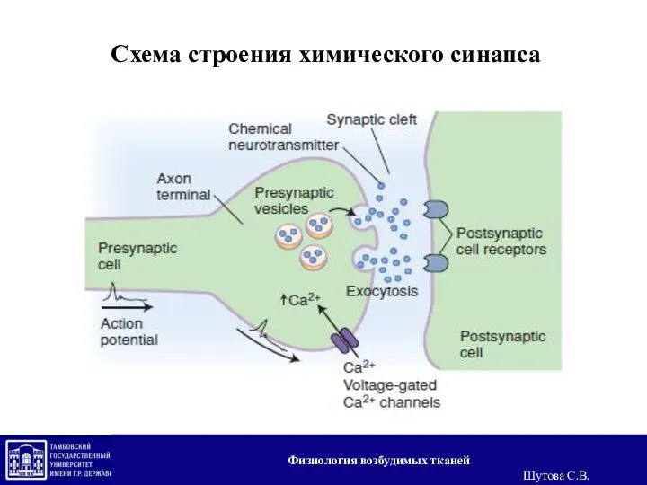 Схема строения химического синапса Физиология возбудимых тканей Шутова С.В.