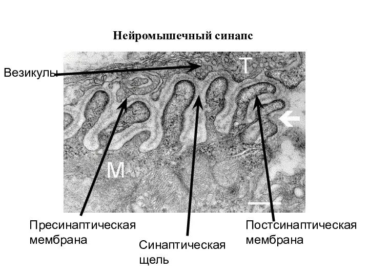 Нейромышечный синапс Пресинаптическая мембрана Постсинаптическая мембрана Синаптическая щель Везикулы