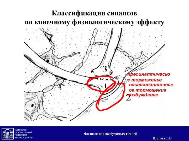 Классификация синапсов по конечному физиологическому эффекту возбуждение постсинаптическое торможение пресинаптическое торможение Физиология возбудимых тканей Шутова С.В.