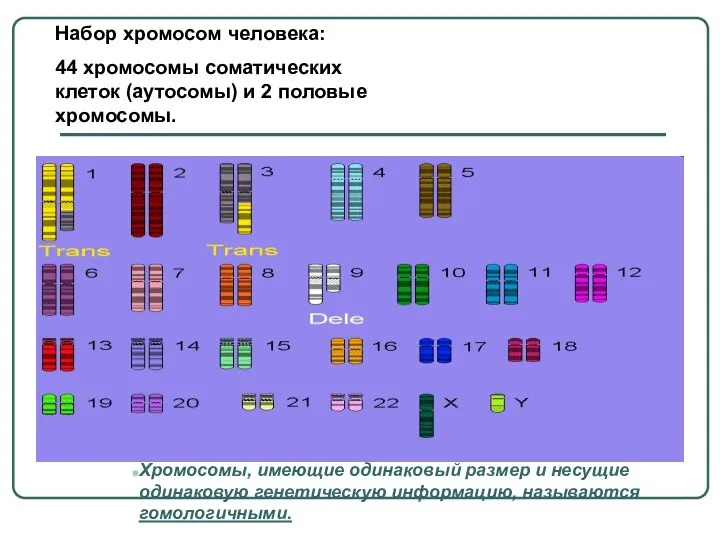 Набор хромосом человека: 44 хромосомы соматических клеток (аутосомы) и 2 половые хромосомы.