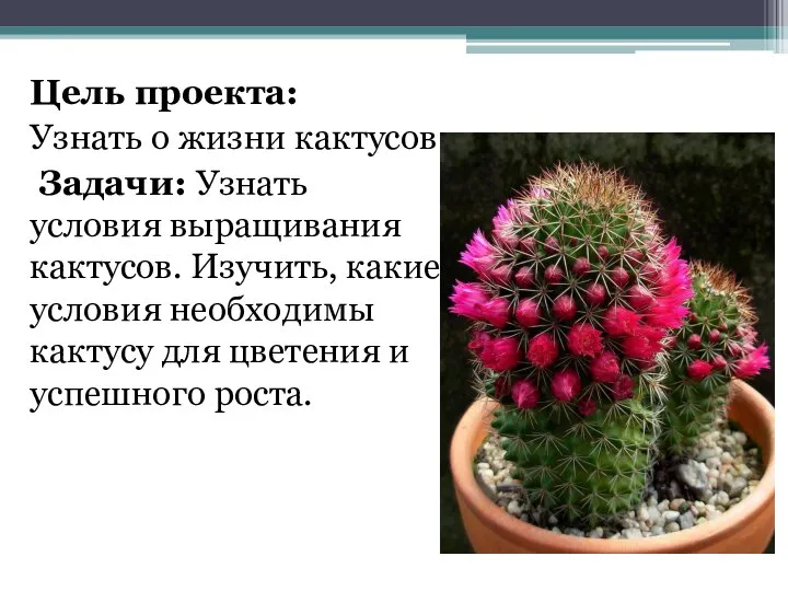 Цель проекта: Узнать о жизни кактусов Задачи: Узнать условия выращивания кактусов. Изучить,