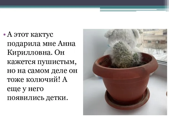 А этот кактус подарила мне Анна Кирилловна. Он кажется пушистым, но на