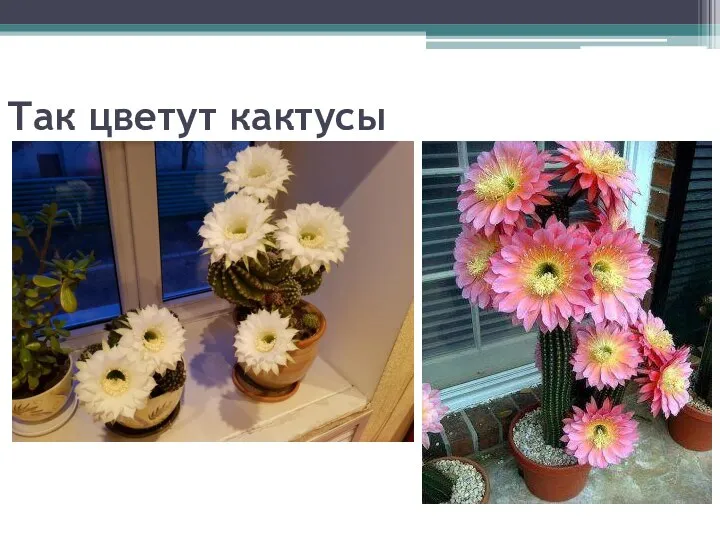 Так цветут кактусы