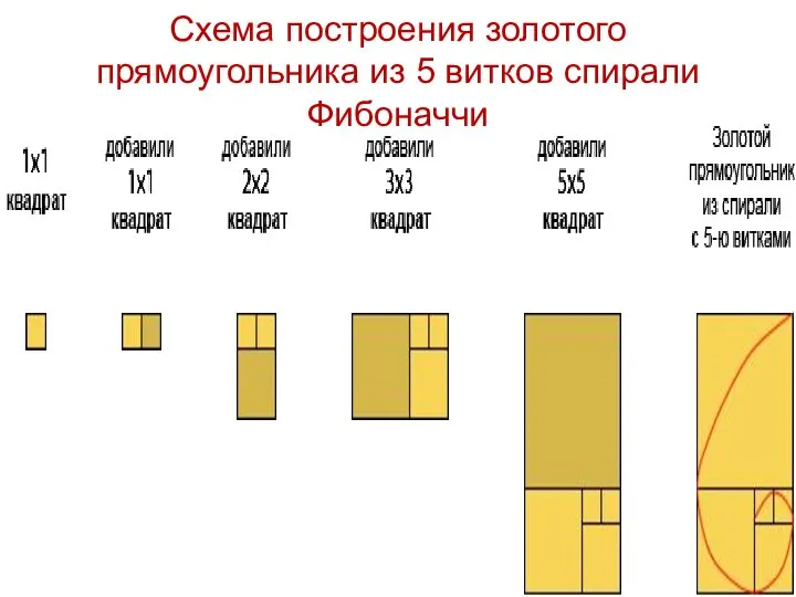 Схема построения золотого прямоугольника из 5 витков спирали Фибоначчи