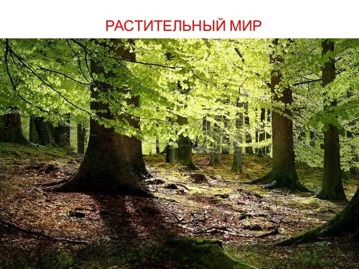 РАСТИТЕЛЬНЫЙ МИР