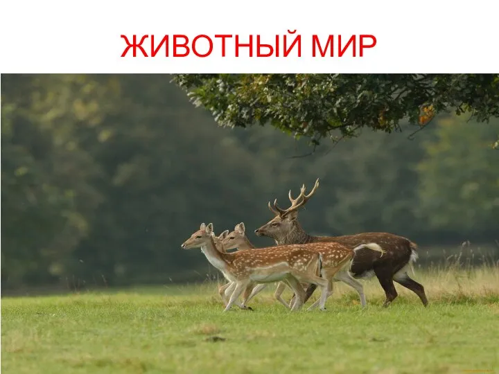 ЖИВОТНЫЙ МИР