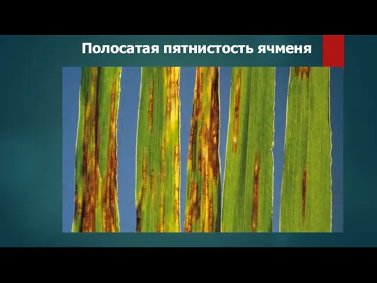 Полосатая пятнистость ячменя