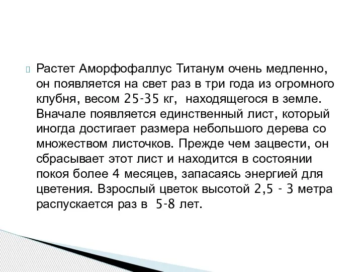 Растет Аморфофаллус Титанум очень медленно, он появляется на свет раз в три