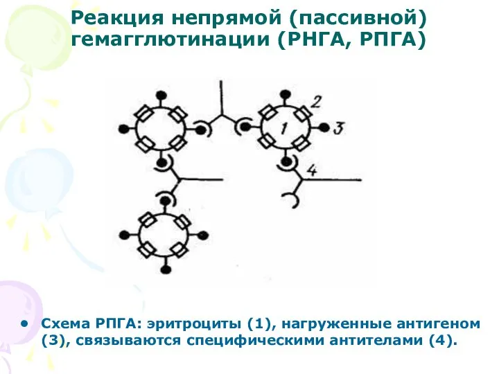 Реакция непрямой (пассивной) гемагглютинации (РНГА, РПГА) Схема РПГА: эритроциты (1), нагруженные антигеном