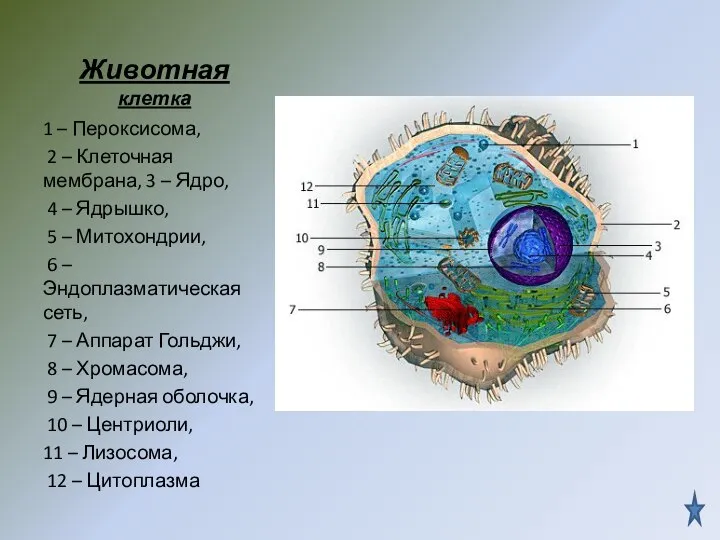 Животная клетка 1 – Пероксисома, 2 – Клеточная мембрана, 3 – Ядро,