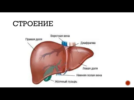 СТРОЕНИЕ