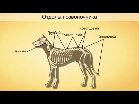 Шейный Отделы позвоночника Грудной Поясничный Крестцовый Хвостовой