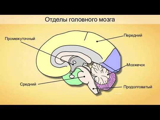 Передний Средний Промежуточный Продолговатый Мозжечок Отделы головного мозга NEUROtiker