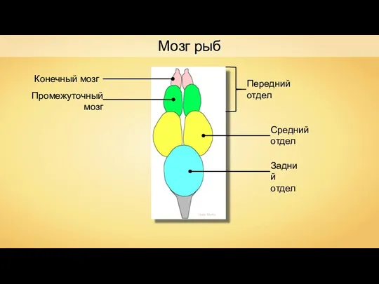 Neale Monks Передний отдел Конечный мозг Промежуточный мозг Средний отдел Задний отдел Мозг рыб
