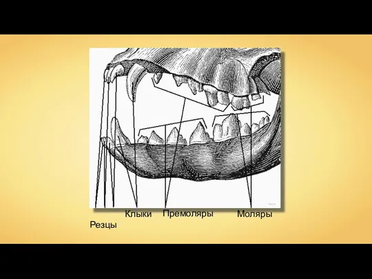 Mider Резцы Клыки Премоляры Моляры