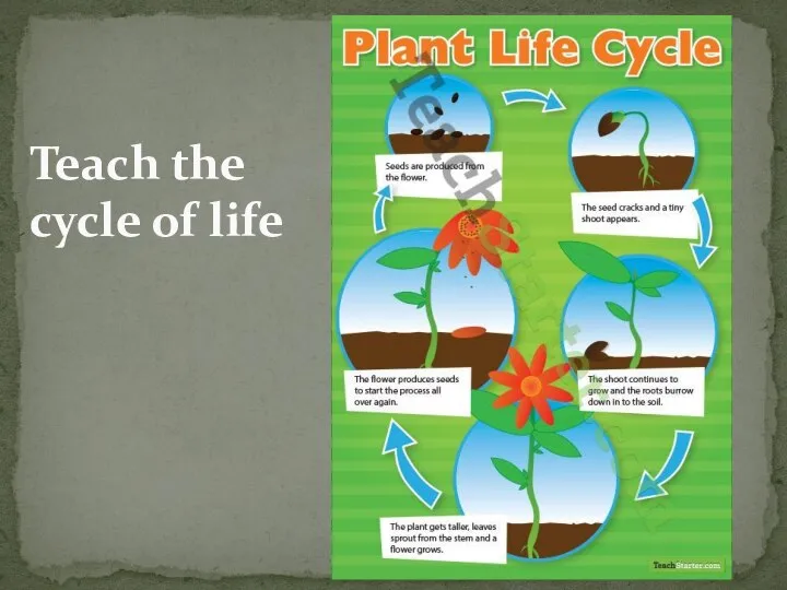 Teach the cycle of life