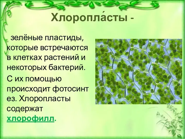 Хлоропла́сты - зелёные пластиды, которые встречаются в клетках растений и некоторых бактерий.