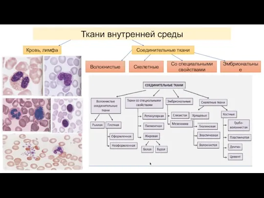 Ткани внутренней среды Кровь, лимфа Соединительные ткани Волокнистые Скелетные Эмбриональные Со специальными свойствами