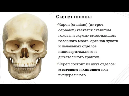 Скелет головы Череп (cranium) (от греч. cephalon) является скелетом головы и служит