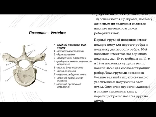 Грудные позвонки (количеством 12) сочленяются с ребрами, поэтому основным их отличием является