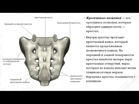 Крестцовые позвонки — это сросшиеся позвонки, которые образуют единую кость — крестец.