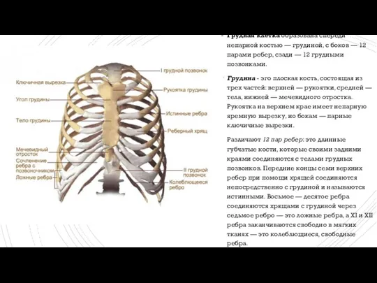 Грудная клетка образована спереди непарной костью — грудиной, с боков — 12