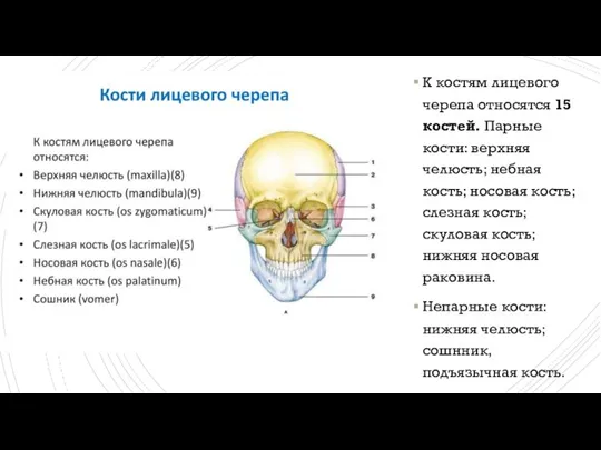 К костям лицевого черепа относятся 15 костей. Парные кости: верхняя челюсть; небная