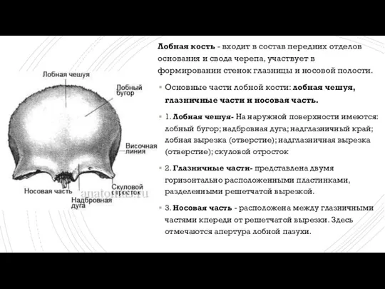 Лобная кость - входит в состав передних отделов основания и свода черепа,