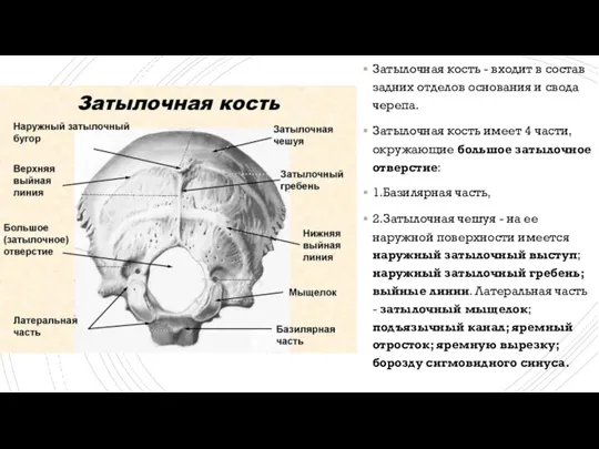 Затылочная кость - входит в состав задних отделов основания и свода черепа.