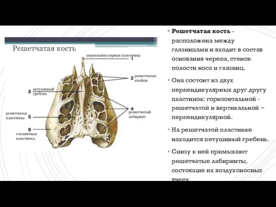 Решетчатая кость - расположена между глазницами и входит в состав основания черепа,