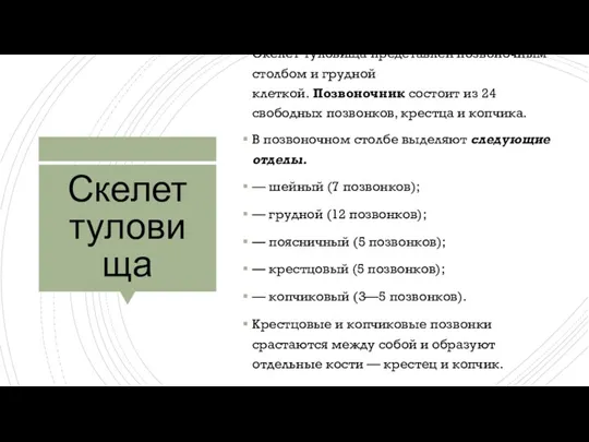 Скелет туловища Скелет туловища представлен позвоночным столбом и грудной клеткой. Позвоночник состоит