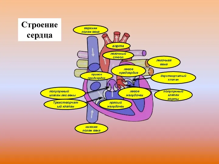 легочный ствол верхняя полая вена нижняя полая вена полулунный клапан лег.вены Трехстворчатый