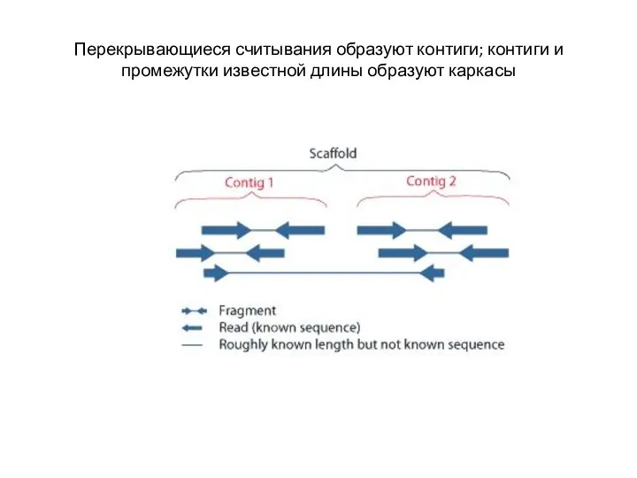 Перекрывающиеся считывания образуют контиги; контиги и промежутки известной длины образуют каркасы