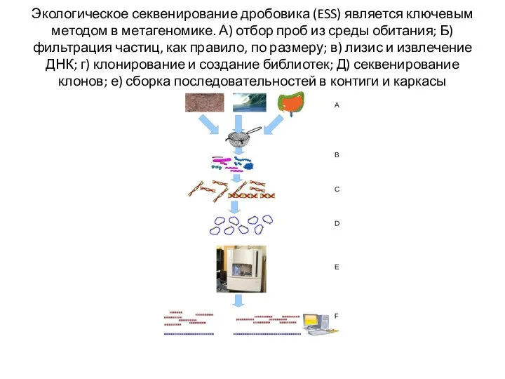 Экологическое секвенирование дробовика (ESS) является ключевым методом в метагеномике. А) отбор проб