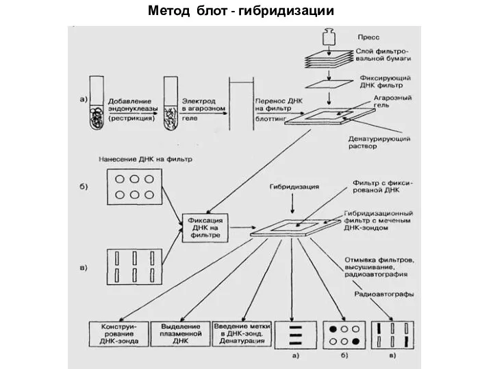 Метод блот - гибридизации