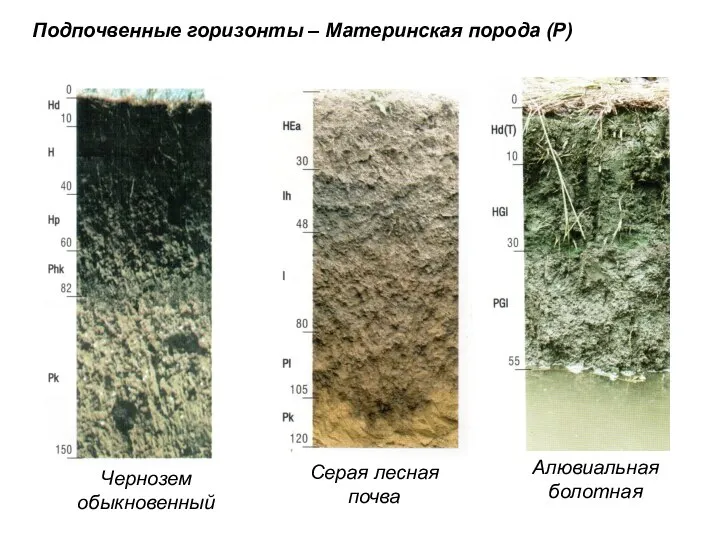 Подпочвенные горизонты – Материнская порода (Р) Чернозем обыкновенный Серая лесная почва Алювиальная болотная