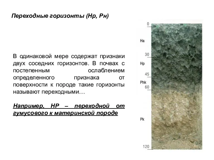 Переходные горизонты (Нр, Рн) В одинаковой мере содержат признаки двух соседних горизонтов.