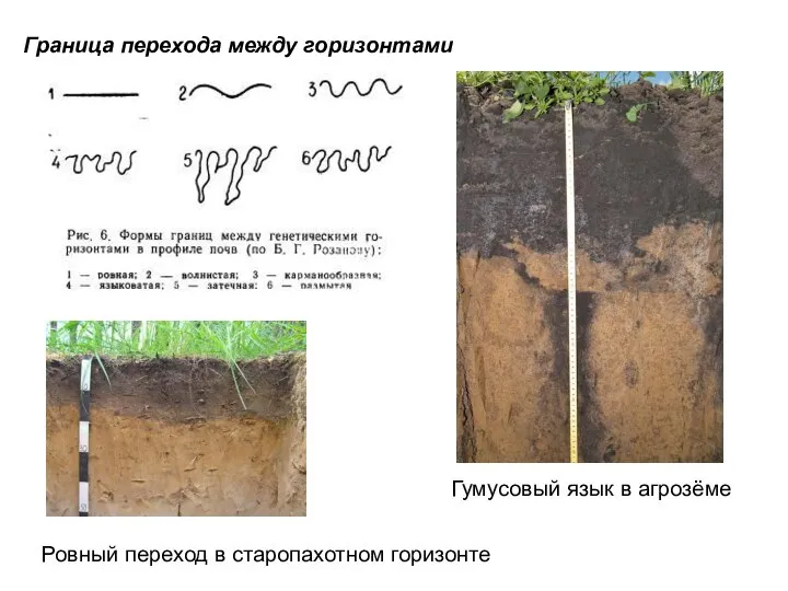 Граница перехода между горизонтами Гумусовый язык в агрозёме Ровный переход в старопахотном горизонте