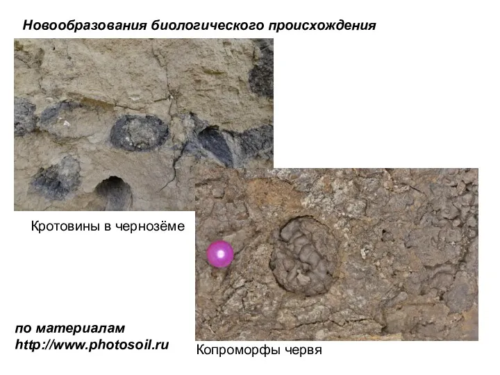 Новообразования биологического происхождения Кротовины в чернозёме Копроморфы червя по материалам http://www.photosoil.ru