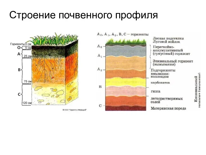 Строение почвенного профиля