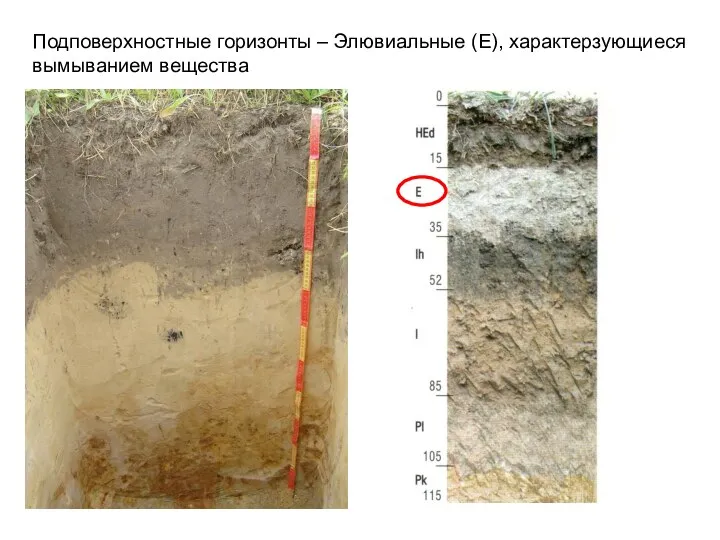 Подповерхностные горизонты – Элювиальные (Е), характерзующиеся вымыванием вещества