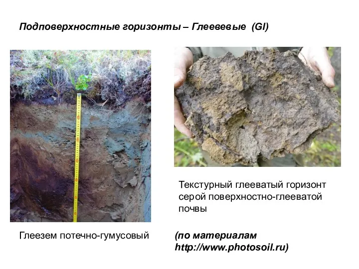 Подповерхностные горизонты – Глеевевые (Gl) Глеезем потечно-гумусовый Текстурный глееватый горизонт серой поверхностно-глееватой почвы (по материалам http://www.photosoil.ru)