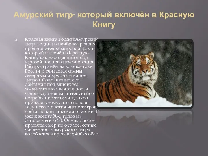 Амурский тигр- который включён в Красную Книгу Красная книга России:Амурский тигр –