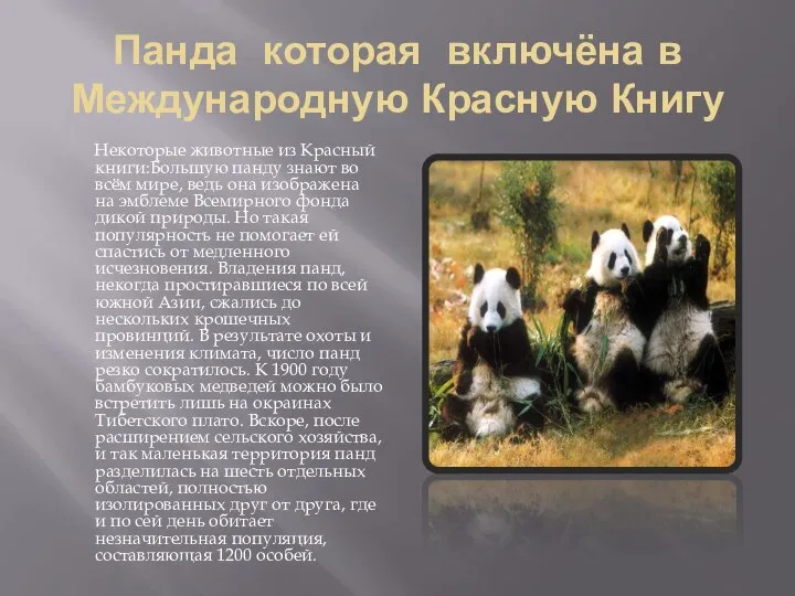 Панда которая включёна в Международную Красную Книгу Некоторые животные из Красный книги:Большую