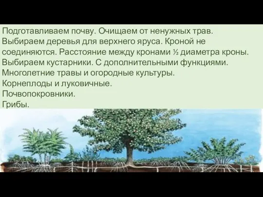 Подготавливаем почву. Очищаем от ненужных трав. Выбираем деревья для верхнего яруса. Кроной